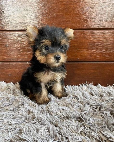 Teacup Yorkie Puppies For Sale Derine Teacup Yorkie Breeders