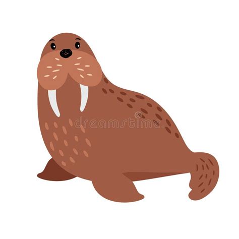 Walrus Cartoon Animal Stock Vector Illustration Of North 114207024