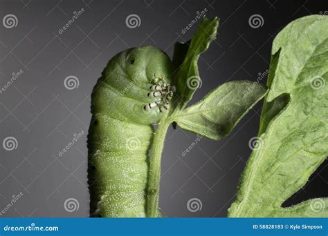 Tomato Hornworm Caterpillar Royalty-Free Stock Image | CartoonDealer.com #16344232