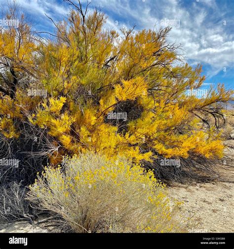 Desert fall color Stock Photo - Alamy