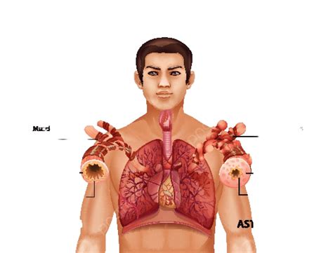 Comparison Of Healthy Lung And Asthmatic Lung Man Diagram Scientific Vector, Man, Diagram ...