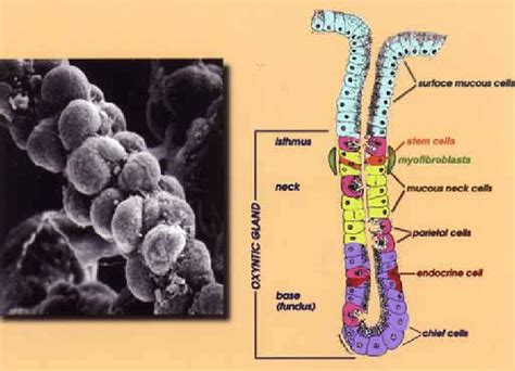 Microscope Image Of Gastric Gland Cells