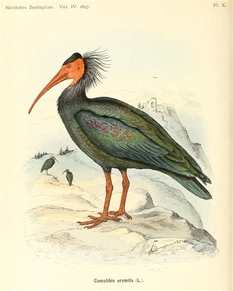 ShukerNature: STYMPHALIAN BIRDS, FOREST RAVENS, AND HERMIT IBISES - DREAMS OF A FEATHERED GERONTICUS