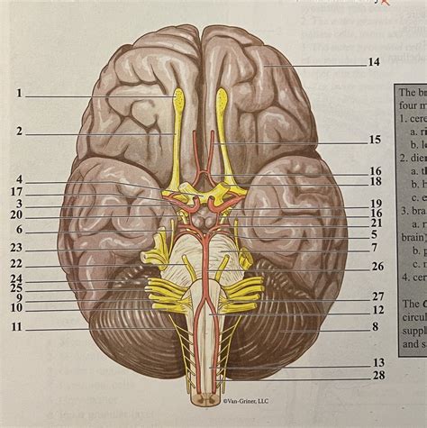 Human Brain Diagram Quizlet