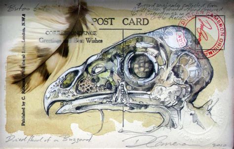 Natural History Postcard UK Artist Duncan Cameron Duncancameron Org