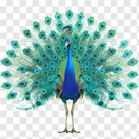 Majestic Peacock Displays Vibrant Elegance In Nature Bird Beautiful