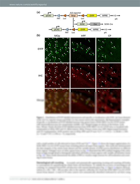 Solution A Platform For Stereological Quantitative Analysis Of The