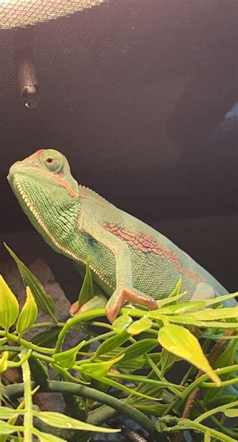 Veiled Chameleon Randomly Closes One Eye While Basking Page 2