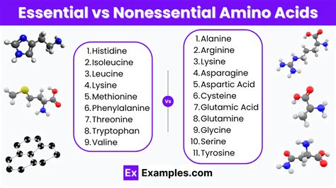 Essential Vs Nonessential Amino Acids Differences Sources