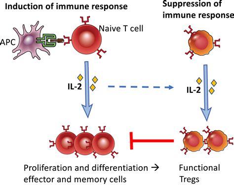 Basic Immunology Abbas Online Access Snolunch