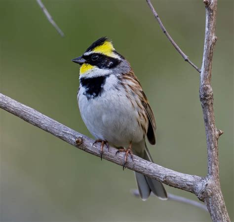 Birding Shanghai In March Laptrinhx News