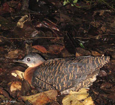 Crypturellus variegatus Gmelin 1789 Tinamou varié Présentation