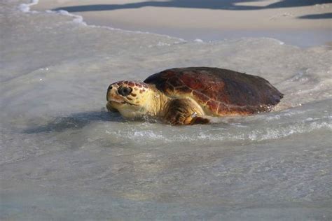 Pin By Sandi Williams On Shells Sand Beach Finds Beach Sand