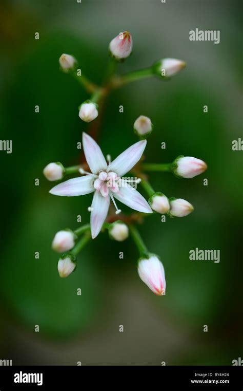 Jade Plant Hi Res Stock Photography And Images Alamy