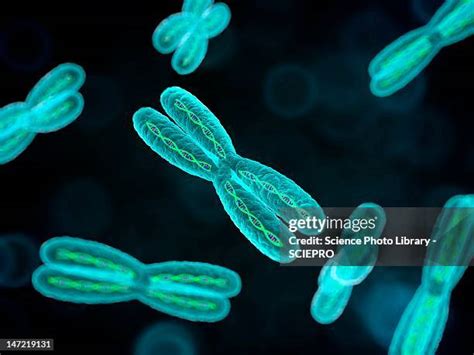 8,639 Human Chromosomes Stock Photos, High-Res Pictures, and Images ...