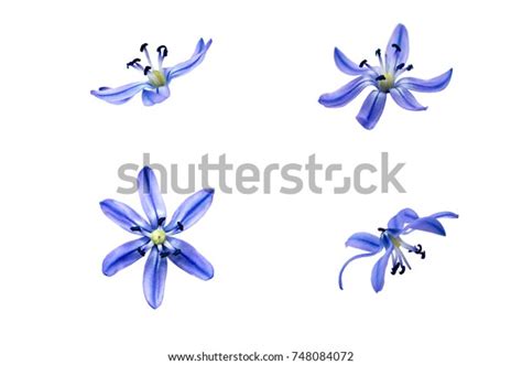 Plant Illas Elegant Photos Images Pictures Shutterstock