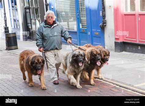 England, London, Covent Garden, Man Walking Group of Leonberger Dogs Stock Photo: 39579104 - Alamy