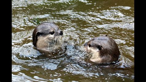 River Otters Love To Play In The Waterzoo Warszawa Youtube