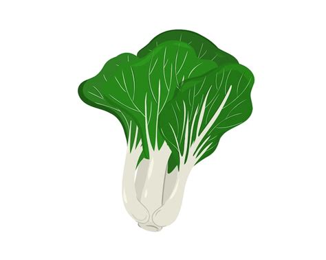 Premium Vector Chinese Petiole Cabbage Or Bok Choy Or Pak Choi