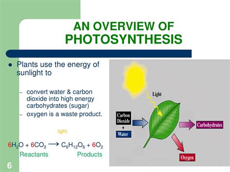 Ppt Unit Photosynthesis Cellular Respiration Powerpoint