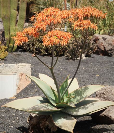 Aloe Striata ¡cuidados Y Curiosidades Club Suculentas