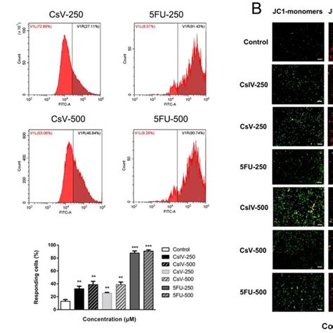 Intracellular Concentration Of Free Ca²⁺ And Mitochondrial Membrane