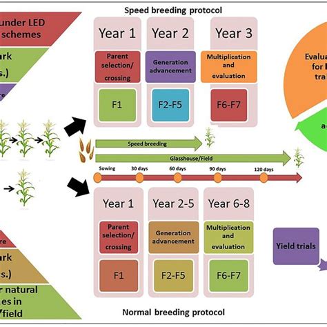 Integrating Speed Breeding With Artificial Intelligence For Developing