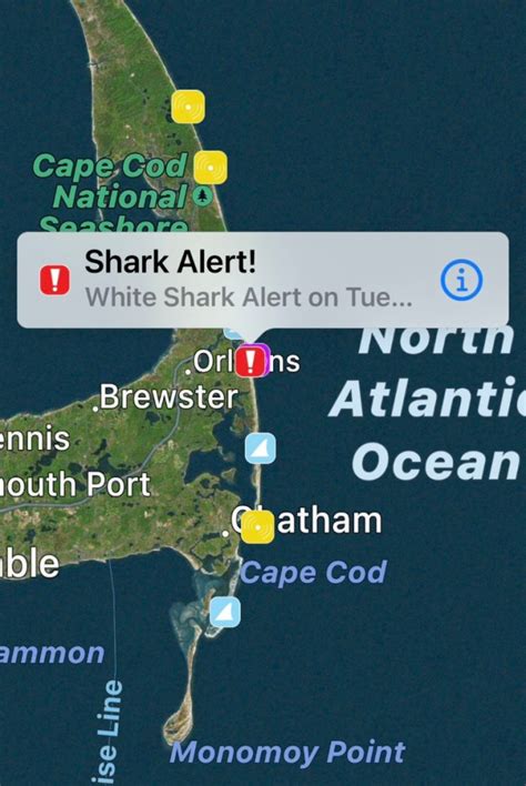 Cape Cod Shark Sightings Great White Shark Was Circling 50 Feet From