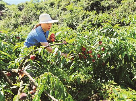 龙塘乡双龙村桃子熟了 乡镇 彭水网