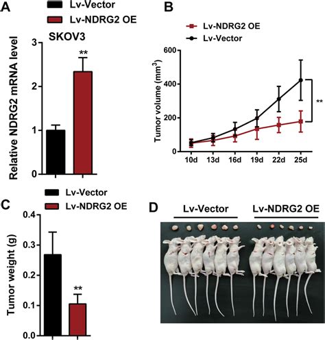 Effects Of NDRG2 On The Tumorigenesis Of Ovarian Cancer In Nude Mice