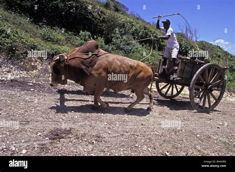 Oxen Drawn Hi Res Stock Photography And Images Alamy