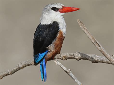 Birding In Murchison Falls National Park Uganda Birding Safaris