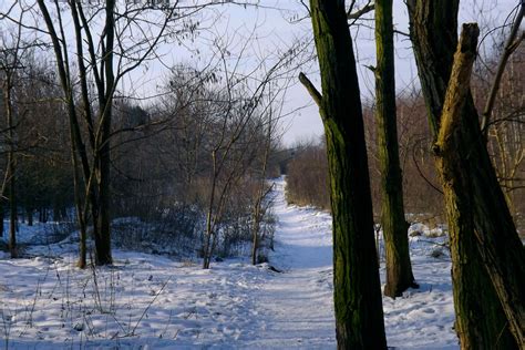 無料画像 風景 森林 ブランチ コールド 冬 工場 太陽光 朝 秋 天気 雪が降る シーズン 生息地 自然環境