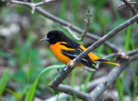 Baltimore Oriole Icterus Galbula Sitting On The Green Moss Branch