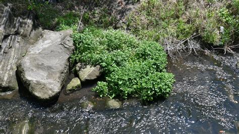 How To Grow Watercress In Containers To Avoid Invasion And Add To Your