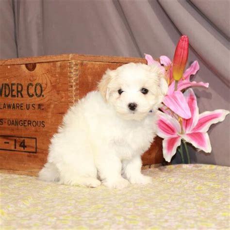 Maltipoo Maltipoo Petland Pensacola Florida