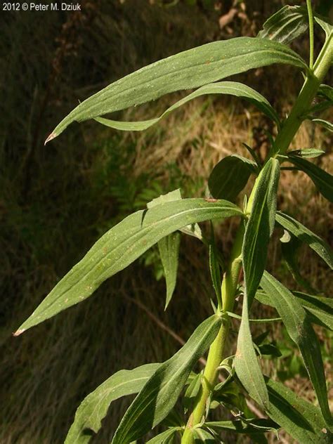 Solidago Altissima Tall Goldenrod Minnesota Wildflowers