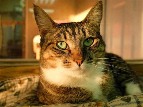 RAPS Cat Sanctuary » Jenny
