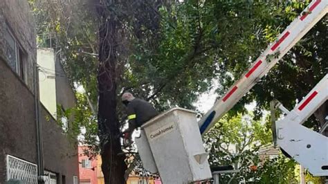 Alcaldía Cuauhtémoc on Twitter Realizamos poda de levantamiento de