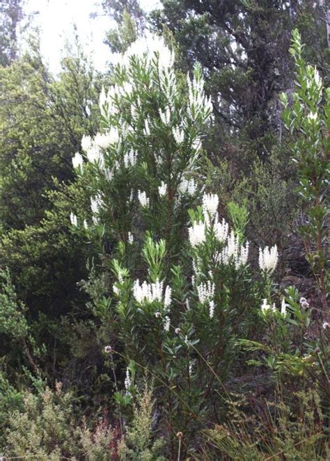 Tasmanian Alpine Plants Proteaceae Alpine Plants Plants Native Plants