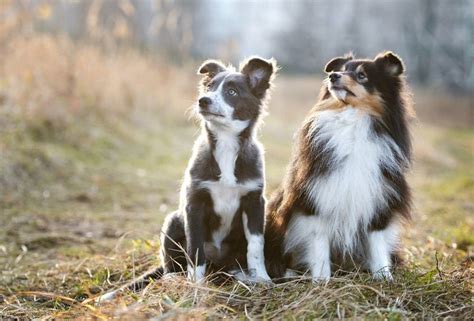 21 Sheepdog Breeds That Love Herding Sheep - The Goody Pet