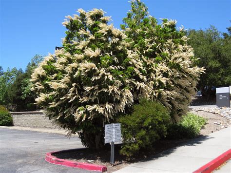 Trees of Santa Cruz County: Prunus lusitanica - Portugal Laurel