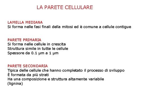 Parete Cellulare Funzioni Della Parete Cellulare Conferimento Della