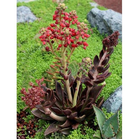 100 Sementes Suculenta Echeveria Black Prince Shopee Brasil