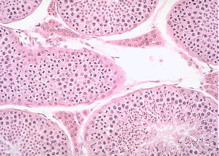 Male Reproductive Histology Flashcards Quizlet