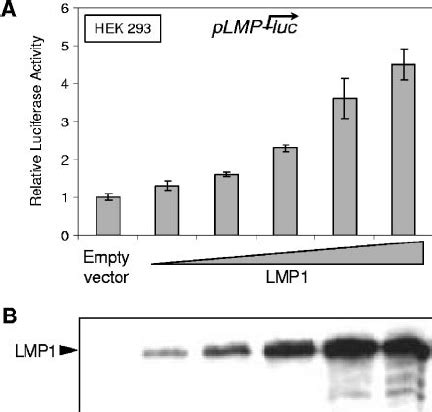 Lmp Upregulates Its Own Promoter In A Dose Dependent Manner A