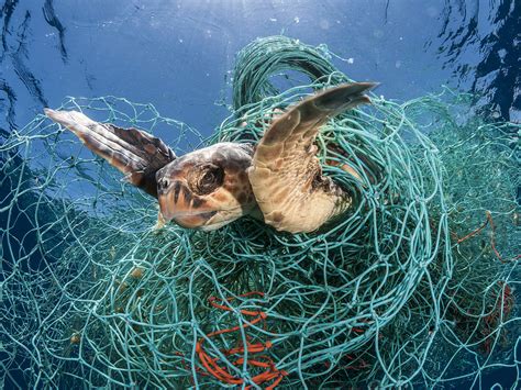 Plastikkrise Wie Plastikmüll im Meer ganze Ökosysteme