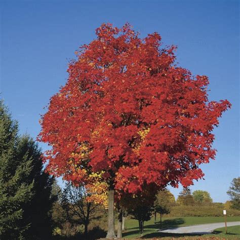 Red Maple Fairview Flame® Acer Rubrum My Garden Life