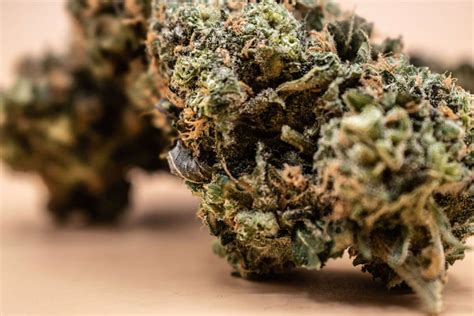 Why The King Of Buds Holds The Throne Amongst Cannabis Connoisseurs