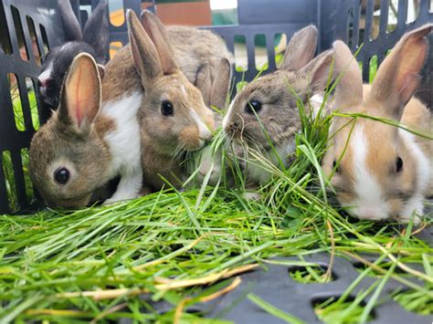 Dutch Rabbits For Sale In The Uk